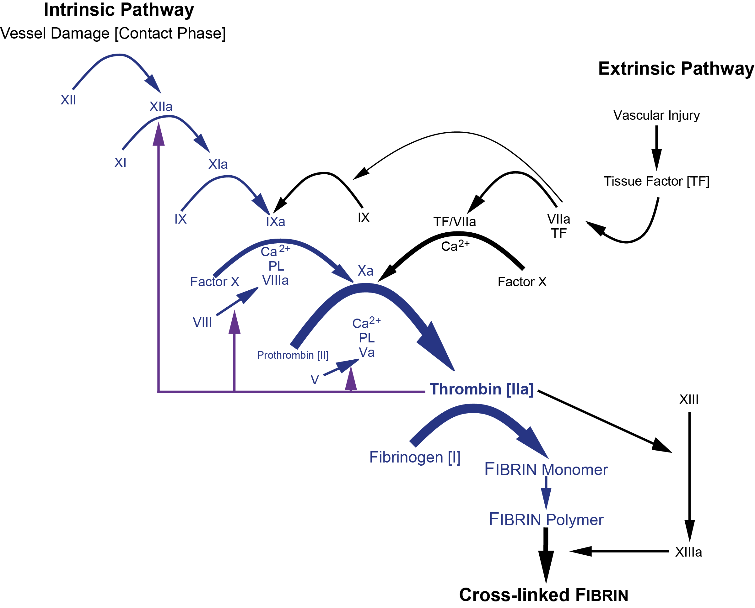 The cloting cascade and factors that affect the APTT